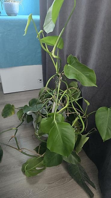 деликатесы: Монстера, взрослое лиановидное комнатное растение. - Крупные — 1