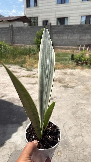 фикус тинеке: Сансевьера (Sansevieria trifasciata, «щучий хвост», «тещин язык») в — 5