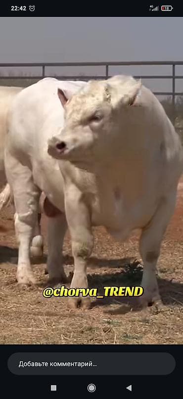 Үй жаныбарлары үчүн товарлар: Сатам | Бука (эркек) | Көбөйтүү үчүн | Асыл тукумдуу — 1