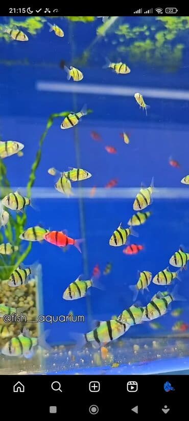 какие рыбы есть в кыргызстане: Рыбки более 40 видов. Аквариумные рыбки. Рыба бишкек. Балык. Алтын — 10