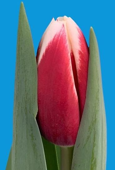 ночник тюльпан: Луковицы цветка: Тюльпаны, Самовывоз, Бесплатная доставка, Платная доставка — 4