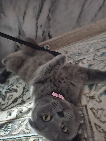 абессинская кошка: Шотландская вислоухая кошка (Scottish Fold), окрас: голубой (серый — 2