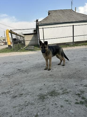 овчарка токмок: Немис овчаркасы, 4 айлык, Эркек, Эмделген — 4