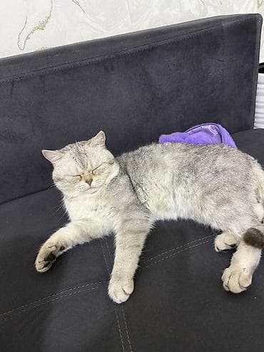 Табылган жана жоголгон мышыктар: Британ кыска жүндүү, 1 жаш, Эркек, Күмүш өңдүү шиншилла, Лотокко барууга үйрөтүлгөн — 4