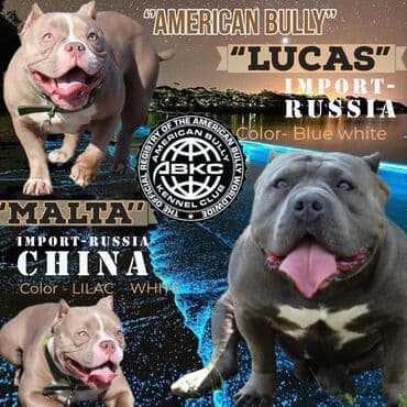 Американский булли, 2 месяца, Самец