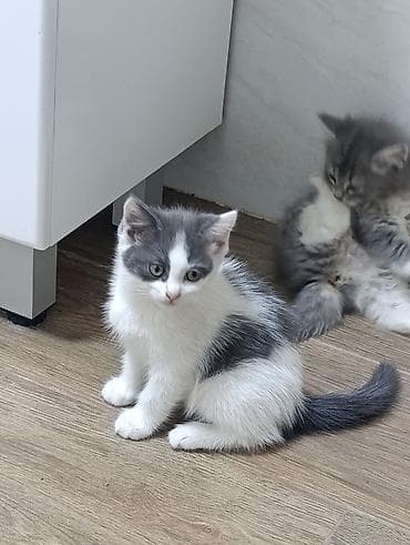 Мышыктар: Отдам котят в добрые руки, 2 девочки 2мальчика. ходят в лоток — 2