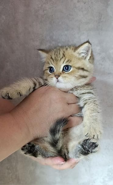 домик бутка: Скотиш Страйт (Шотландская прямоухая), 2 месяца, Мальчик, Золотая шиншилла, Приучена к лотку — 3