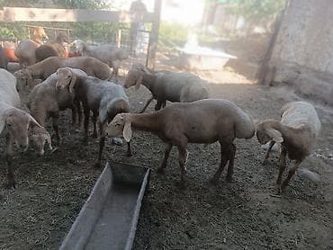 козий сыр: Продаю | Баран (самец) — 3