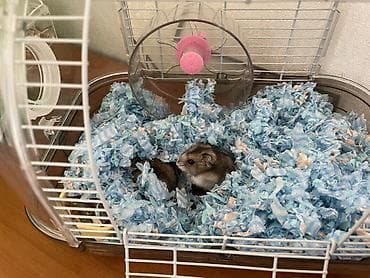 кызыл октябрь: Продается два хомяка порода джунгарики самка и самец с клеткой всё в — 4