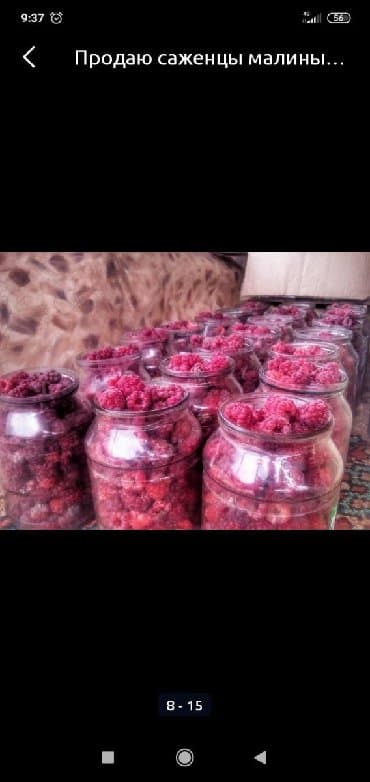 malina.kg продажа малины оптом в бишкеке новопокровка фото: Продаю саженцы Долго играющей сорт малины морозостойкие, крупные, Не — 3
