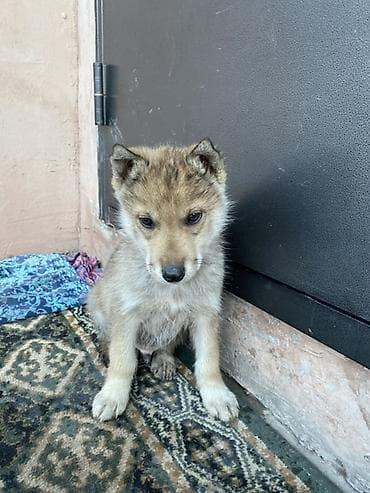 собаки купить: Собака даром: 2 месяца, Самец — 1