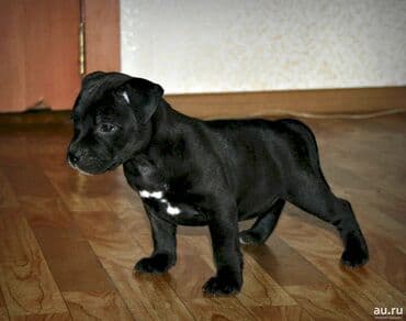 Питбуль, 2 месяца, Самец, С прививкой