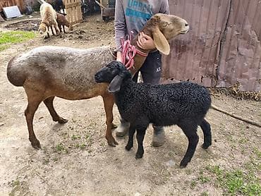 Баран, овца: Продаю | Овца (самка) | Арашан — 2