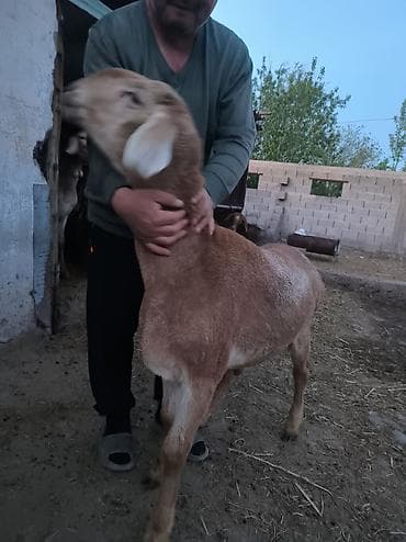 улар сатылат: Сатам | Кочкор (эркек) | Көбөйтүү үчүн — 4