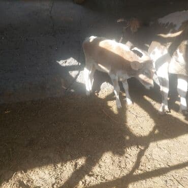 продажа щенков немецкой овчарки в бишкеке с документами: Продаю | Тёлка — 2