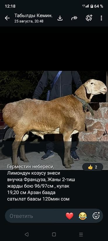 корейские куры: Продаю | Овца (самка) | Для разведения | Племенные — 1