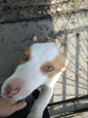 Продажа собак: Щенки средних размеров, активные и любопытные. Окрас рыже-белый с — 1