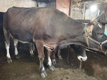 Продаю | Корова (самка) | Для молока | Привязанные — 3
