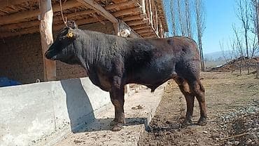 Продаю | Бык (самец) | На откорм | Племенные