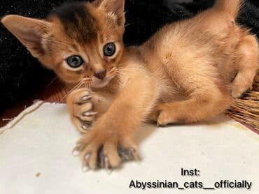 во сколько кастрировать кота: Абиссинская породапродаются котята. к лотку приучены будут.все — 3