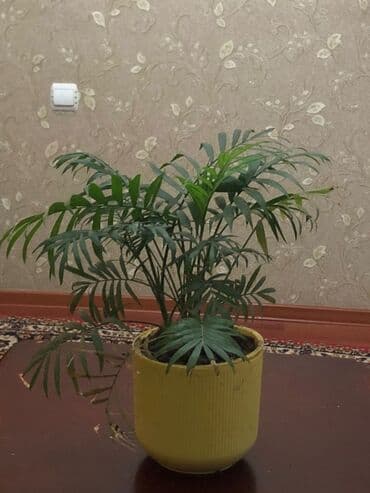 растения для аквариума: Комнатные растения в горшках 1) Агаве/юкка (похожее на агава) в — 5