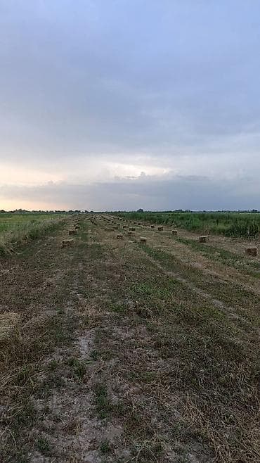 Беде сатылат at lalafo.kg Беде сатылат