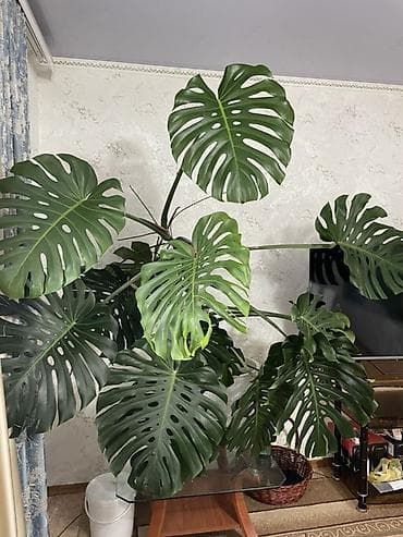 monster: Монстера делициоза (Monstera deliciosa), взрослое — 1