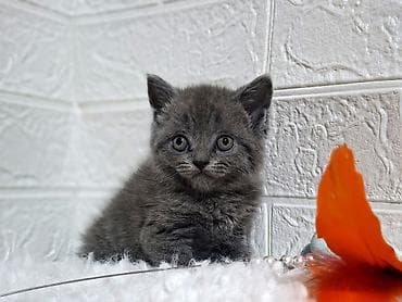 американская жесткошёрстная кошка: Продаётся шотландская девочкаскоттиш-страйт,окрас голубой,возраст — 7