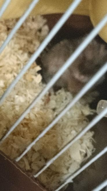 hamster combat: Джунгарский хомячок в комплекте с клеткой и аксессуарами.Опилки и корм — 2