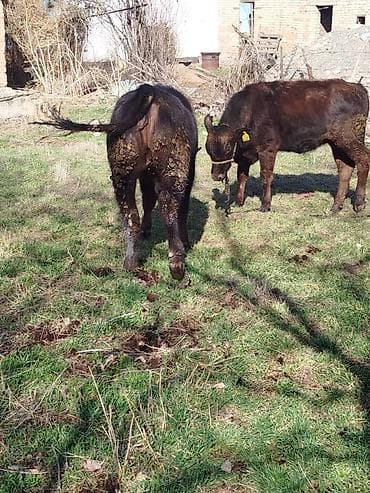 жеребец кроет кобыл: Продаю | Тёлка | Полукровка | На откорм | Привязанные — 7