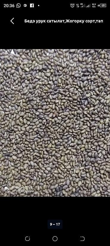 малочай миля: Семена люцерны (бедэ), высокосортные - Однородные, калиброванные — 1