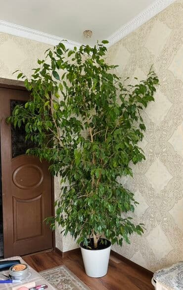 цена фикуса: Фикус Бенджамина, крупный домашний экземпляр в напольном кашпо. 🪴 - — 3