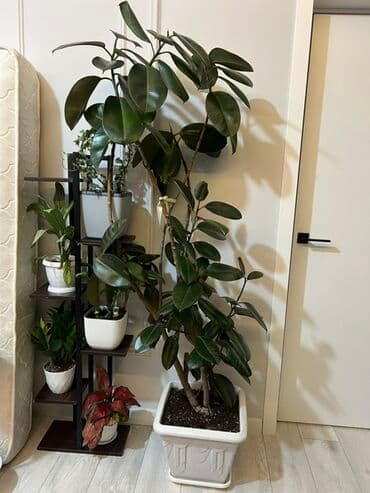 купить комнатные цветы в бишкеке: Комнатные декоративные растения в кашпо 1) Толстянка (Crassula ovata — 18