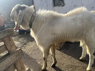 бельгийская кошка: Продаю | Козёл (самец) | Полукровка | Для разведения | Племенные — 5