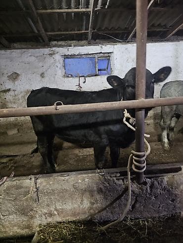 куплю корову на мясо: Продаю | Бык (самец) | На откорм | Привязанные — 3