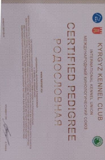 алабай шенок: Ит кууту: Чыгыш Европа овчаркасы, Эркек, 5 жаш — 4