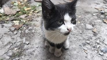 животные кошки: Кошка даром: Беспородная, 2 месяца, Мальчик — 7