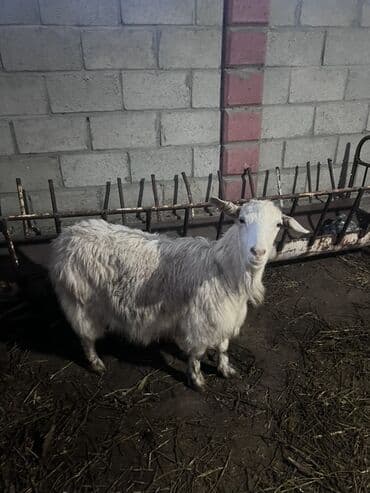 коза нубийская: Продаю | Коза (самка) | Для разведения | Племенные — 2