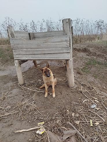 Окна и комплектующие: Навес, Другая форма, Дерево, Другой материал — 3