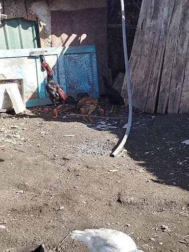 Мышыктар: Сатам | Короздор | Тебиштирүүчү | Көбөйтүү үчүн — 5