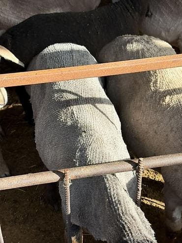 Продаю | Баран (самец) | На забой