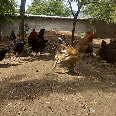куры живые: Продаю | Куры | Домашняя | Несушки — 10
