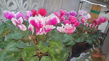пш метр: Продаются цикламены 🌸 Свежие, красивые, домашние и ухоженные — 2