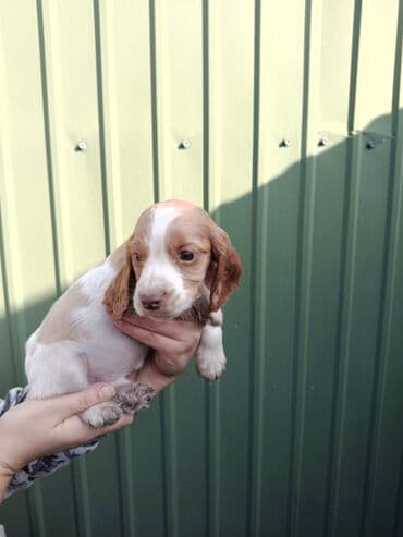 домашняя собака: Продаю щенков русского спаниеля,возраст полтора месяца,проглистованы — 6