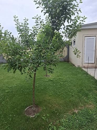 Дома: 🏡 Продаётся роскошный дом премиум-класса!!! 📍 Район: Киргизия-1 🏠 — 9