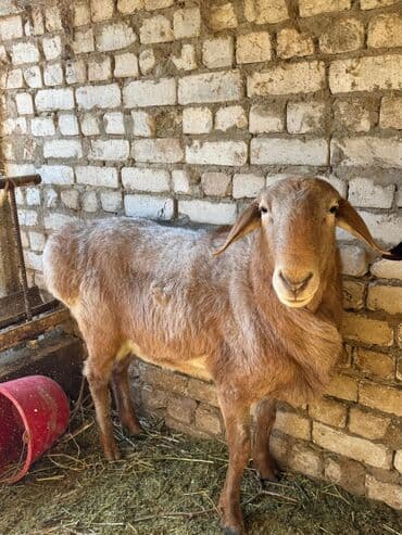 Грызуны: Продаю | Баран (самец) | Арашан | Для разведения | Племенные — 4