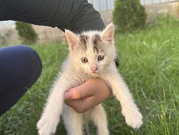 купить кошку манчкин: Котята, помёт из трёх малышей. Возраст: 1,5 месяца (уверенно ходят — 4