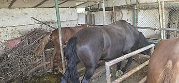 меняю собаку: Лошадь темной масти (вороная/темно-гнедая), мощного телосложения — 5