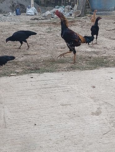 породистые козы: Продаю | Петух | Бойцовая | Для разведения — 1