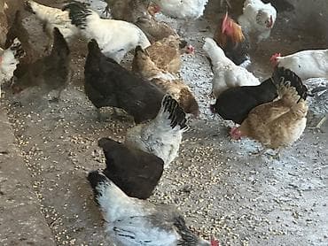 где купить породистых кур: Продаю | Куры, Петух, Цыплята | Кохинхин, Домашняя, Кучинская | На забой, Для разведения, Несушки — 2